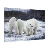 91638-80.jpg Polar Bears Walking Together Standard Canvas