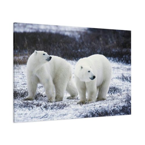 91638-80.jpg Polar Bears Walking Together Standard Canvas
