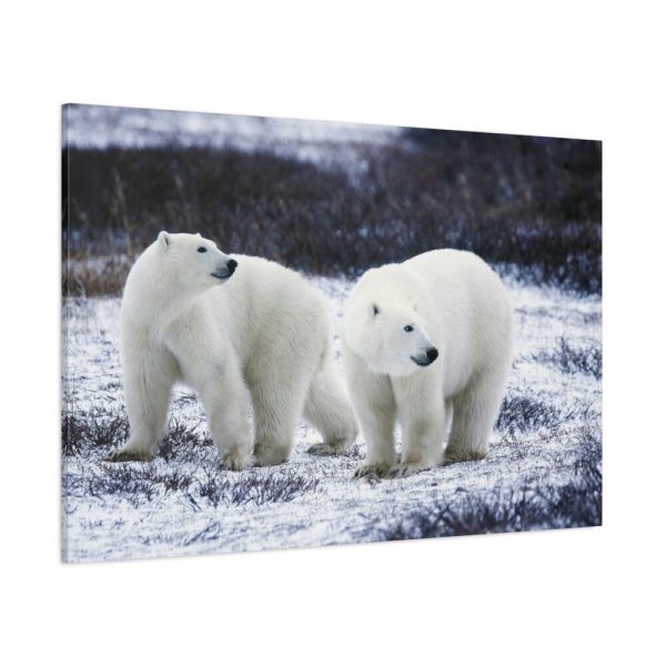 91638-80.jpg Polar Bears Walking Together Standard Canvas