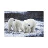 91638-81.jpg Polar Bears Walking Together Standard Canvas