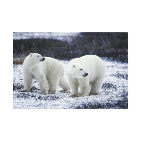 91638-81.jpg Polar Bears Walking Together Standard Canvas