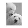 91655-16.jpg Polar Bears in the Winter Standard Canvas