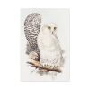 91655-186.jpg Snowy Owl by John G., Edward L. and Charles J. H. Standard Canvas