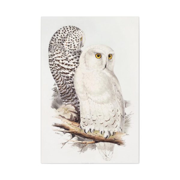 91655-186.jpg Snowy Owl by John G., Edward L. and Charles J. H. Standard Canvas