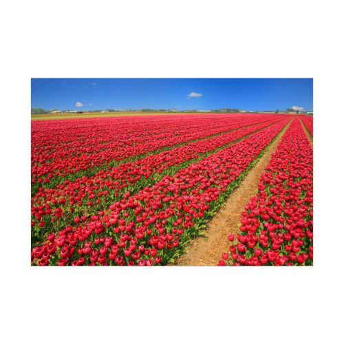 92386-3.jpg Red Tulips Field Poster