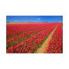 92387-3.jpg Red Tulips Field Poster