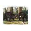 92408-24.jpg American Black Bears by John Woodhouse Audubon Poster