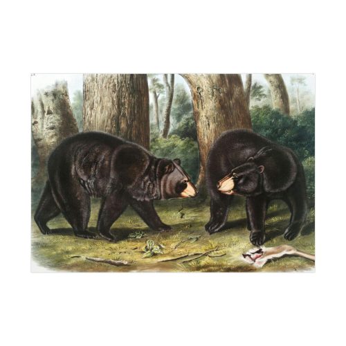 92408-24.jpg American Black Bears by John Woodhouse Audubon Poster