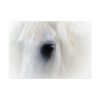 Closeup Shot of a White Horse Poster