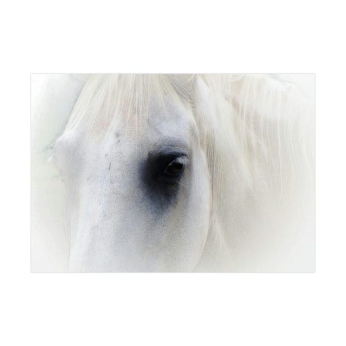 92408-27.jpg Closeup Shot of a White Horse Poster
