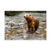 Grizzly Brown Bear Poster