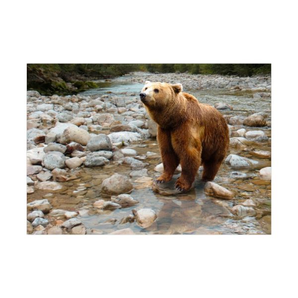 Grizzly Brown Bear Poster
