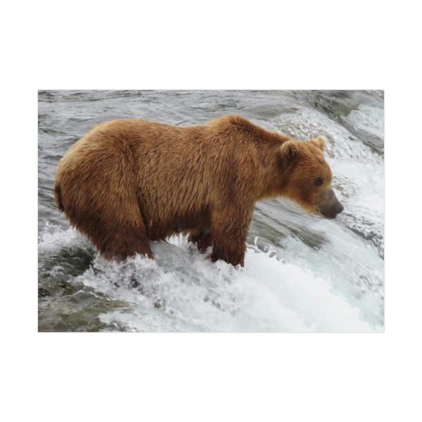 Grizzly Bear In National Park Poster