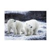 Polar Bears Walking Together Poster