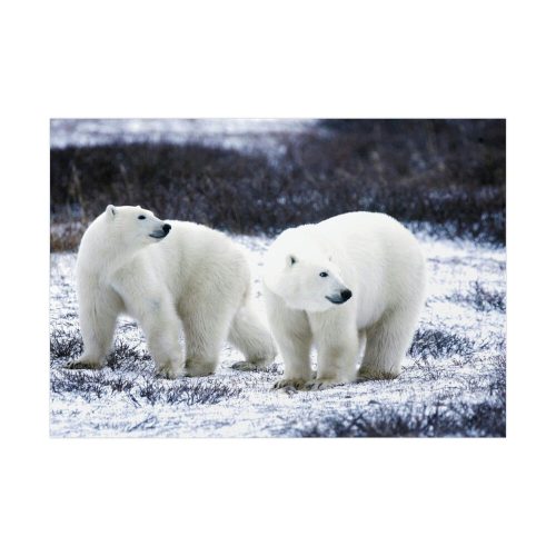 Polar Bears Walking Together Poster