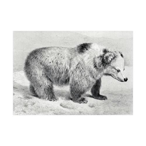 Vintage Bear Illustration by Richard Lydekker Poster