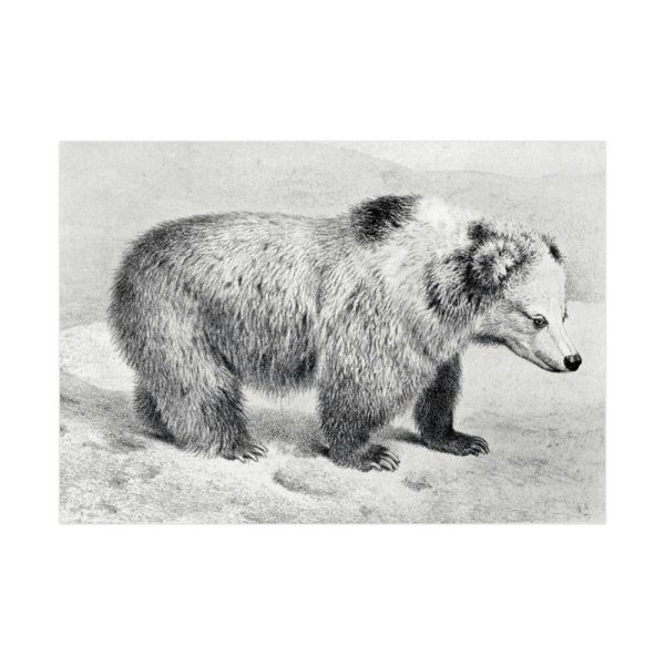 Vintage Bear Illustration by Richard Lydekker Poster