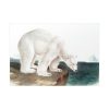 Polar Bear by John Woodhouse Audubon Poster