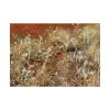 92409-222.jpg Thistles by John Singer Sargent Poster