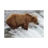 Grizzly Bear In National Park Poster