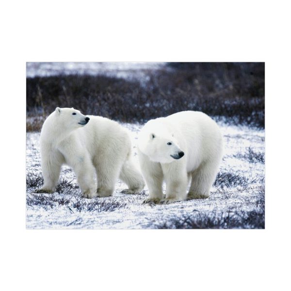 Polar Bears Walking Together Poster