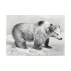 Vintage Bear Illustration by Richard Lydekker Poster