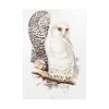 Snowy Owl by John G., Edward L. and Charles J. H. Poster