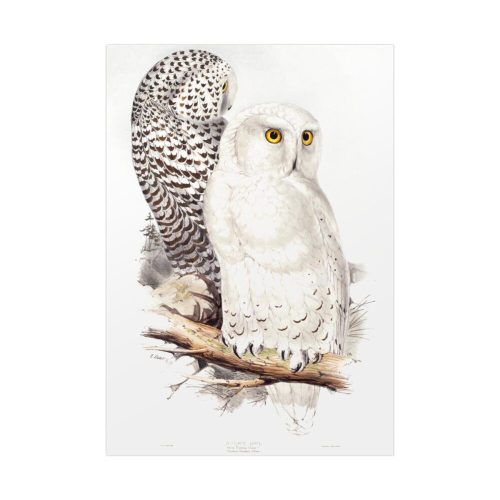 Snowy Owl by John G., Edward L. and Charles J. H. Poster
