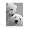 Polar Bears in the Winter Poster