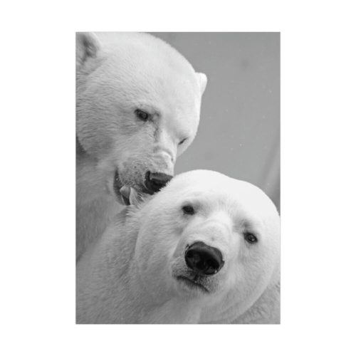 Polar Bears in the Winter Poster