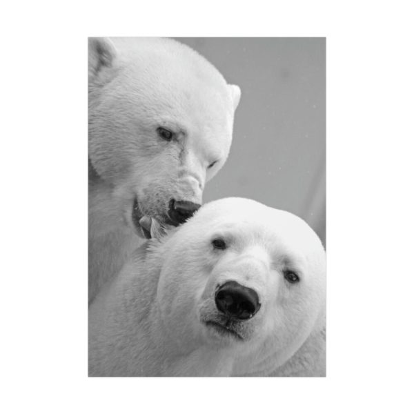 Polar Bears in the Winter Poster