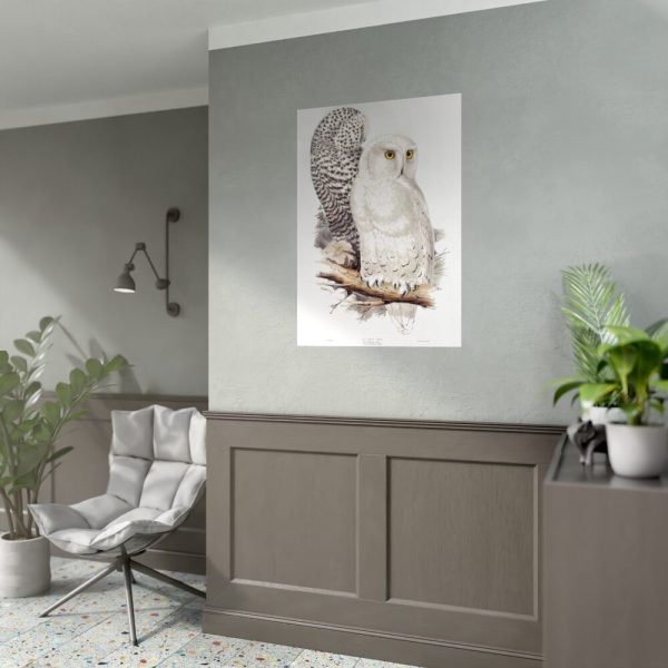 Snowy Owl by John G., Edward L. and Charles J. H. Poster