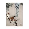 92411-150.jpg Ring sparrows at wisteria Poster
