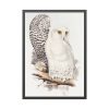 93830-188.jpg Snowy Owl by John G., Edward L. and Charles J. H. Framed Poster