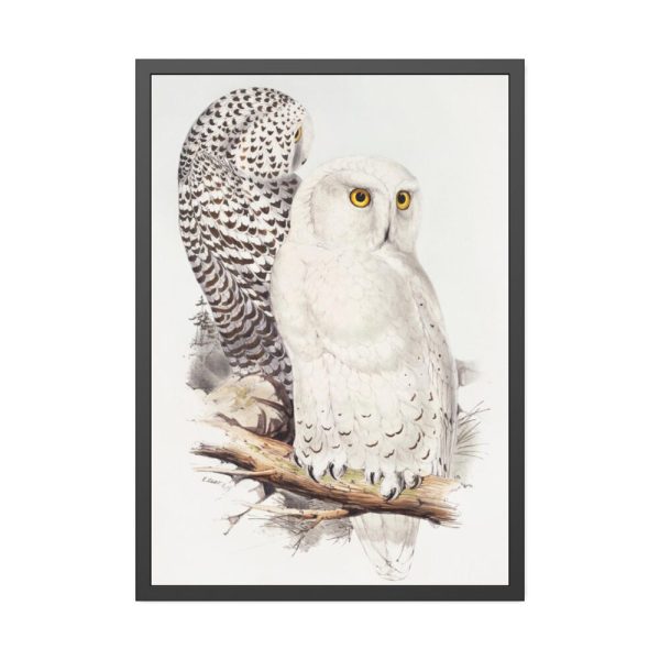 93830-188.jpg Snowy Owl by John G., Edward L. and Charles J. H. Framed Poster