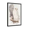 93830-189.jpg Snowy Owl by John G., Edward L. and Charles J. H. Framed Poster