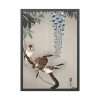 93831-200.jpg Ring sparrows at wisteria Framed Poster