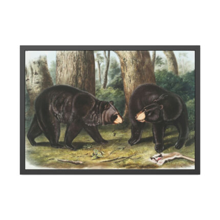 American Black Bears by John Woodhouse Audubon Framed Posters