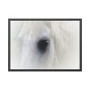 Closeup Shot of a White Horse Framed Poster