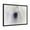 Closeup Shot of a White Horse Framed Poster