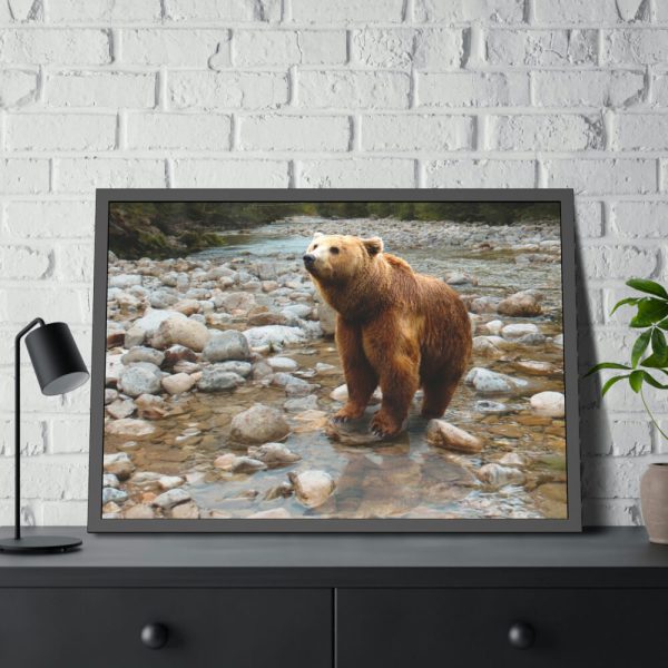 Grizzly Brown Bear Framed Posters