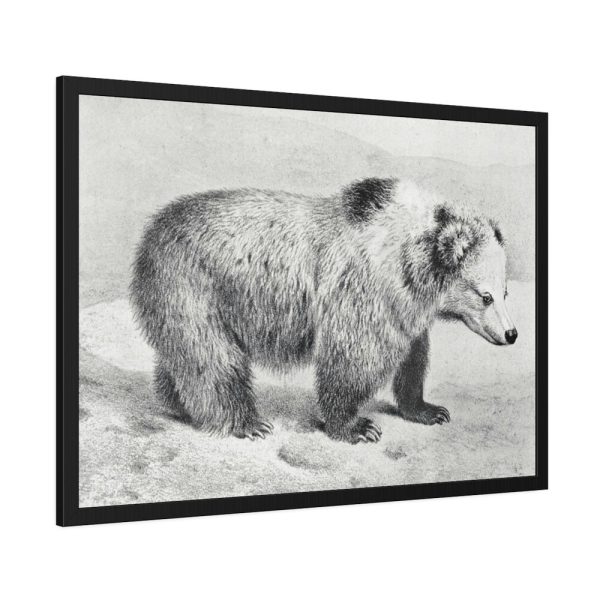 93854-61.jpg Vintage Bear Illustration by Richard Lydekker Framed Posters