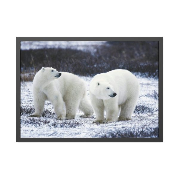 Polar Bears Walking Together Framed Poster