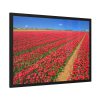 93854-81.jpg Red Tulips Field Framed Poster