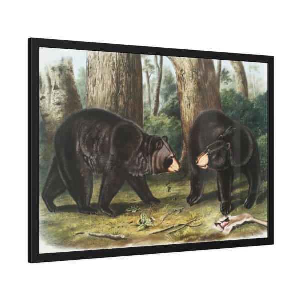 93855-33.jpg American Black Bears by John Woodhouse Audubon Framed Posters