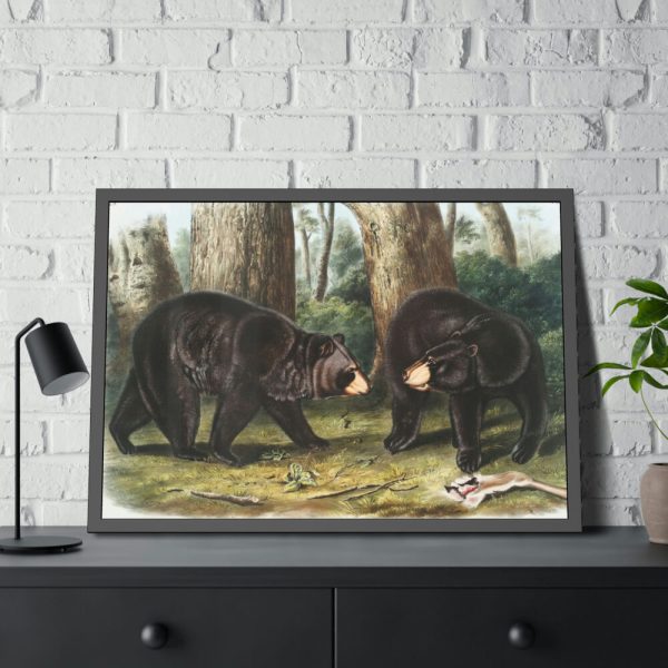 93855-35.jpg American Black Bears by John Woodhouse Audubon Framed Posters