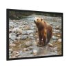 Grizzly Brown Bear Framed Posters