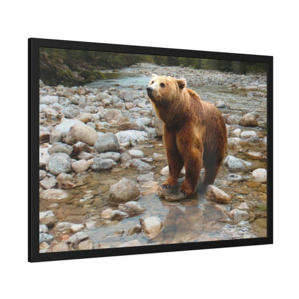 Grizzly Brown Bear Framed Posters