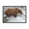 93855-56.jpg Grizzly Bear In National Park Framed Posters