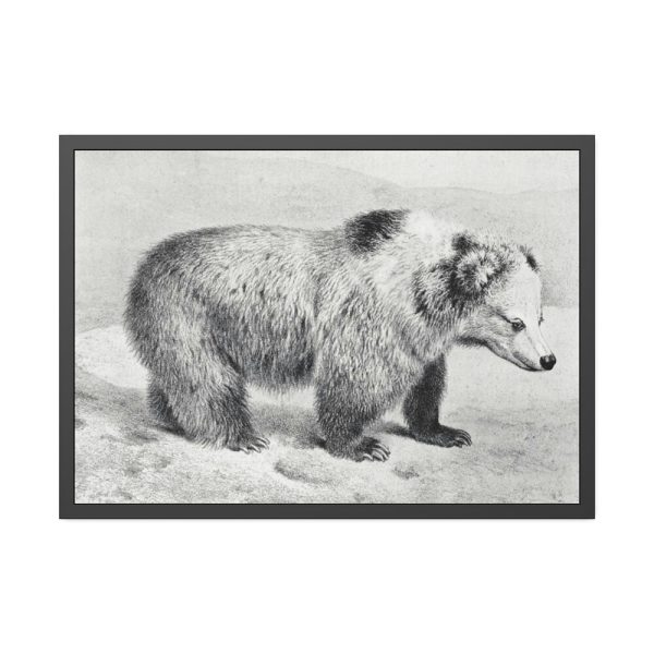 93855-60.jpg Vintage Bear Illustration by Richard Lydekker Framed Posters
